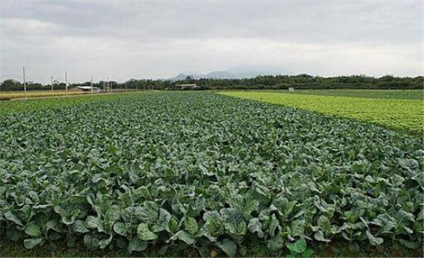 種植芥藍(lán)需要注意什么，溫度和光照要合理