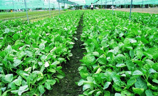 種植芥藍(lán)需要注意什么，溫度和光照要合理