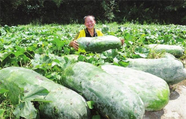 冬瓜不能與什么同吃，冬瓜和什么一起吃最好