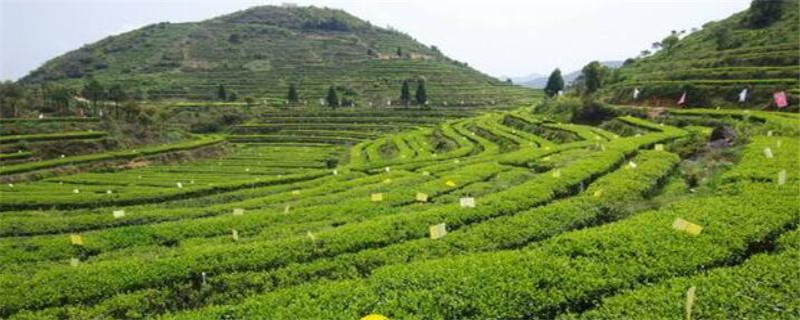 普洱茶的產(chǎn)地在哪里
