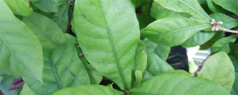 神秘果新鮮葉子怎樣泡茶