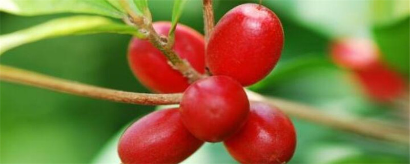 神秘果的害處
