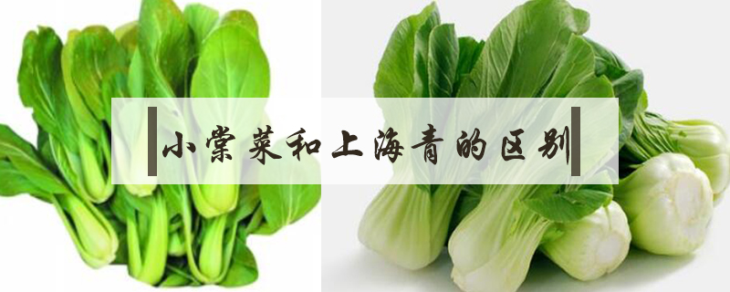 小棠菜和上海青的區(qū)別