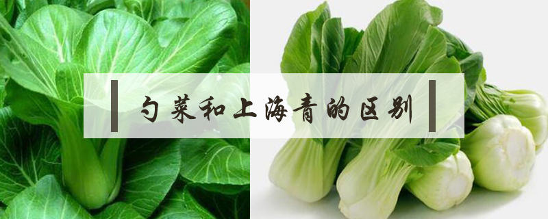 勺菜和上海青的區別