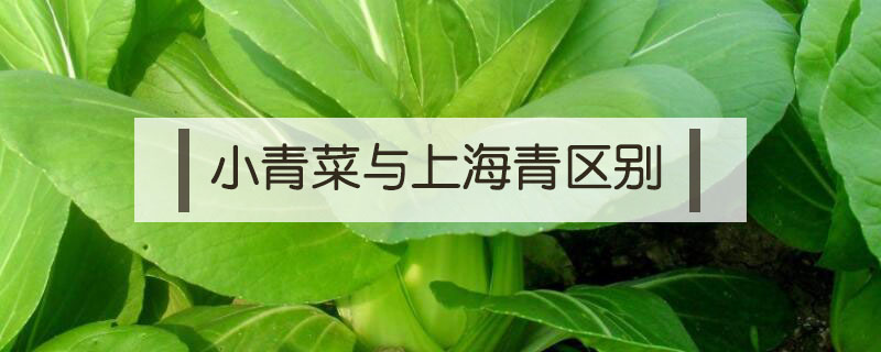 小青菜與上海青區(qū)別