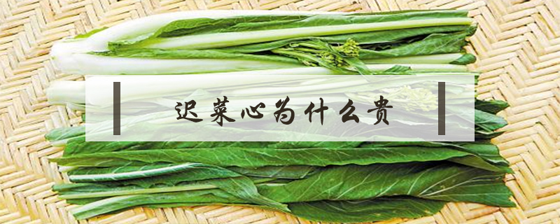 遲菜心為什么貴