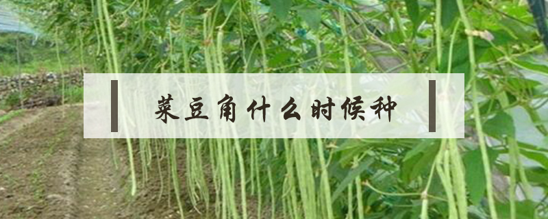 菜豆角什么時(shí)候種