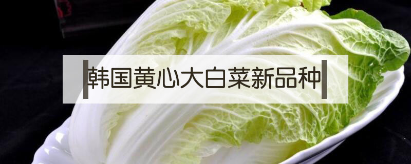 韓國(guó)黃心大白菜新品種