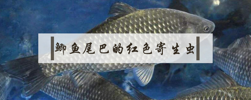 鯽魚(yú)尾巴的紅色寄生蟲(chóng)