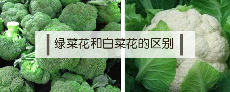 綠菜花和白菜花的區別