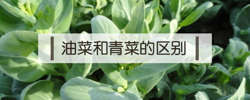 油菜和青菜的區別