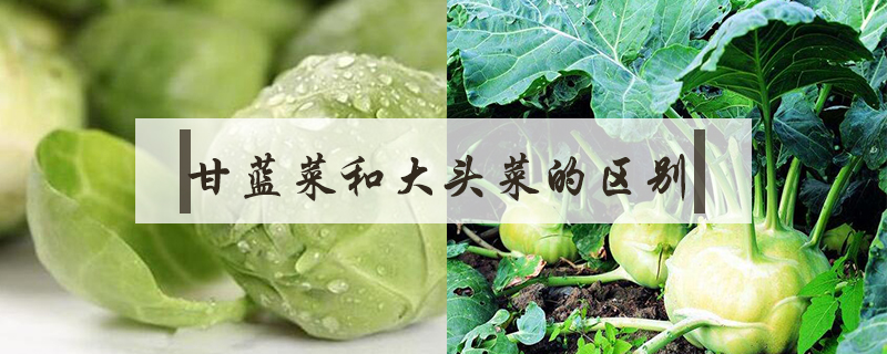 甘藍(lán)菜和大頭菜的區(qū)別