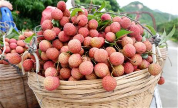 白糖罌荔枝產(chǎn)地是哪里，白糖罌荔枝為什么價格差別那么大
