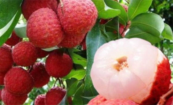 白糖罌荔枝產(chǎn)地是哪里，白糖罌荔枝為什么價格差別那么大