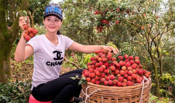 白糖罌荔枝產(chǎn)地是哪里，白糖罌荔枝為什么價格差別那么大