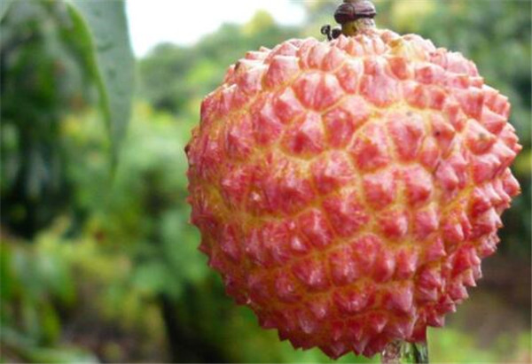 白糖罌荔枝產(chǎn)地是哪里，白糖罌荔枝為什么價格差別那么大