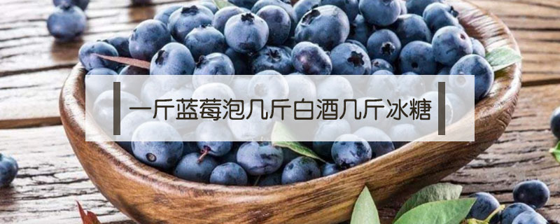 一斤藍莓泡幾斤白酒幾斤冰糖