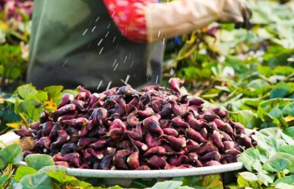 菱角長在哪里，菱角什么時候成熟