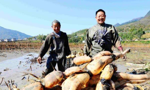 湖北蓮藕產(chǎn)地在哪里，湖北最大的蓮藕產(chǎn)地