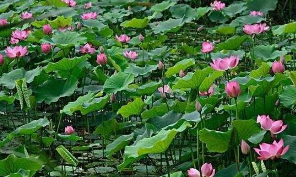 湖北蓮藕產(chǎn)地在哪里，湖北最大的蓮藕產(chǎn)地