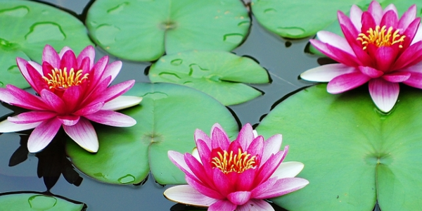 蓮藕開(kāi)花是荷葉花嗎,睡蓮下面長(zhǎng)藕?jiǎn)? src="http://www.qiaokuo.cn/uploads/allimg/190814/12-1ZQ41K340.png" /></div>
<p>
我們常說(shuō)的蓮藕葉其實(shí)就是荷葉,那么推著來(lái)說(shuō)蓮藕開(kāi)花就是荷葉花,一般說(shuō)的蓮花指的是睡蓮花,而可以吃藕的是荷葉花。荷葉花和睡蓮花在外觀上很相似,但是這兩種花完全不一樣,睡蓮花的地下莖不長(zhǎng)藕,所以,地下莖長(zhǎng)藕的,蓮藕開(kāi)花的就是荷葉花。</p>
<h2>
睡蓮下面長(zhǎng)藕?jiǎn)?/h2>
<div >
<img alt=