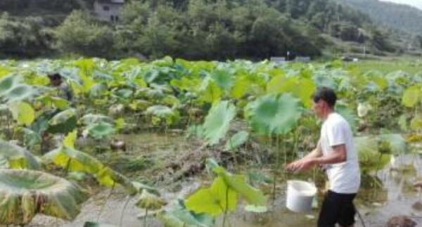種蓮藕可以用什么肥料，蓮藕用什么肥料產量高