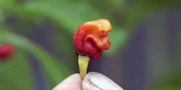 世界上最辣的辣椒在哪里是什么，世界上辣椒最辣第一名
