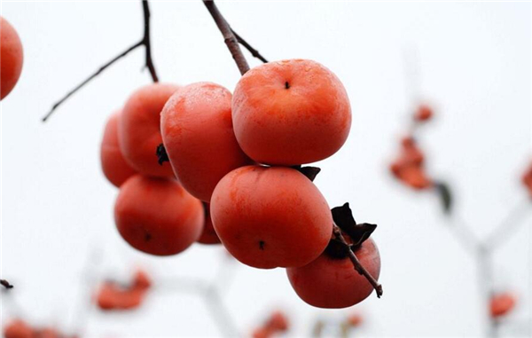 柿子和西紅柿是同類(lèi)嗎，西紅柿跟柿子什么關(guān)系