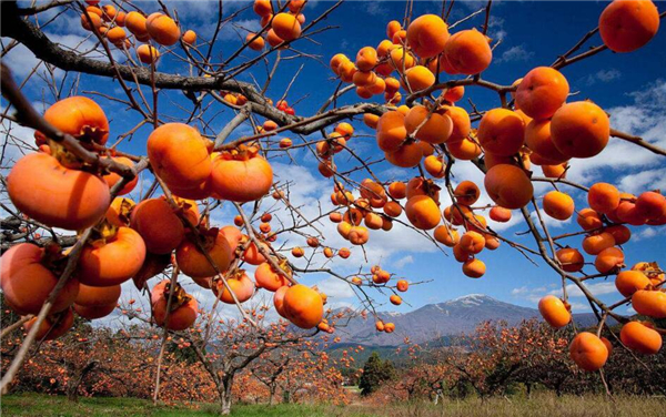 柿子和西紅柿是同類(lèi)嗎，西紅柿跟柿子什么關(guān)系