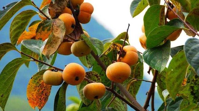 柿子和西紅柿有什么區(qū)別，柿子和西紅柿怎么分辨
