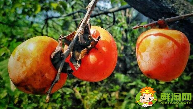 黃柿子和紅柿子有什么區別，南紅柿子黃與柿子紅的區別