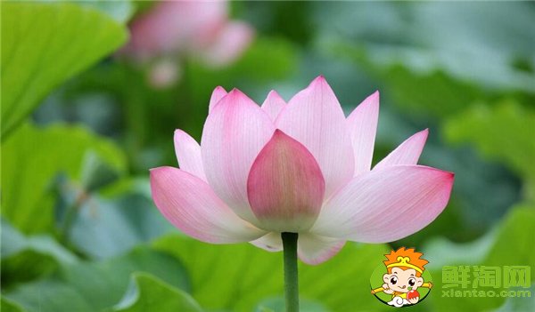 荷花的蓮子和蓮藕被稱為什么，荷花是蓮子還是蓮藕長出來的