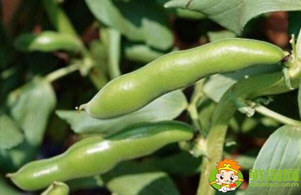 蕓豆跟蠶豆是一樣的嗎，蕓豆和蠶豆的區(qū)別