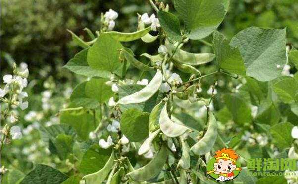 蕓豆是不是四季豆，白蕓豆和白扁豆的區別