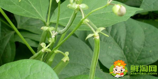 四季豆是什么季節的菜，四季豆是什么時候上市