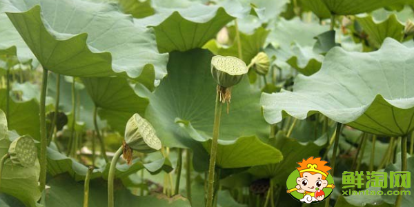 種蓮蓬哪個品種好,什么品種的藕結蓮蓬多