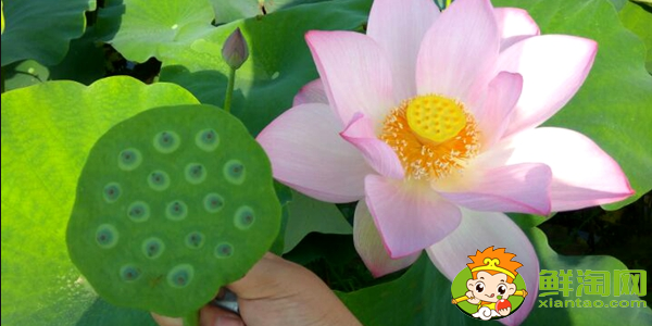 種蓮蓬哪個品種好,什么品種的藕結蓮蓬多