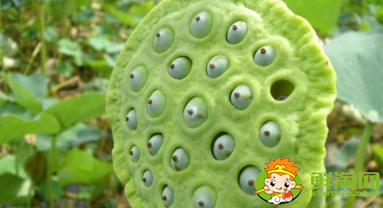 蓮蓬怎么吃不苦，蓮蓬怎么吃有什么功效