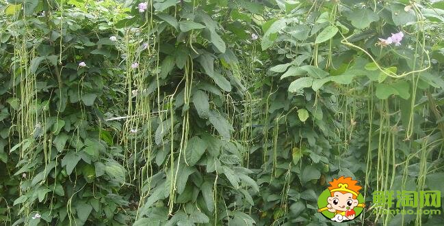 長(zhǎng)豆角怎么挑選,長(zhǎng)豆角怎么區(qū)分老的和嫩的