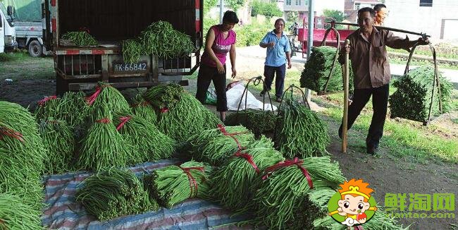 長(zhǎng)豆角怎么挑選，長(zhǎng)豆角怎么區(qū)分老的和嫩的