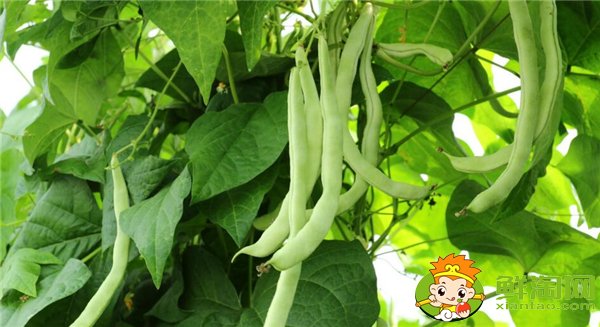 四季豆是什么時候種的，四季豆什么時候種最好