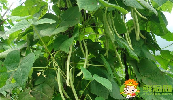 四季豆是什么時候種的，四季豆什么時候種最好