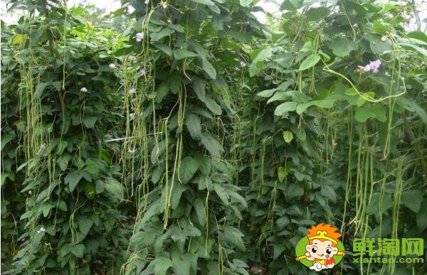 豆角為什么會(huì)回奶，減肥為什么不能吃豆角