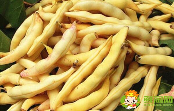 東北黃金鉤豆角為何貴，東北最好的油豆角種子