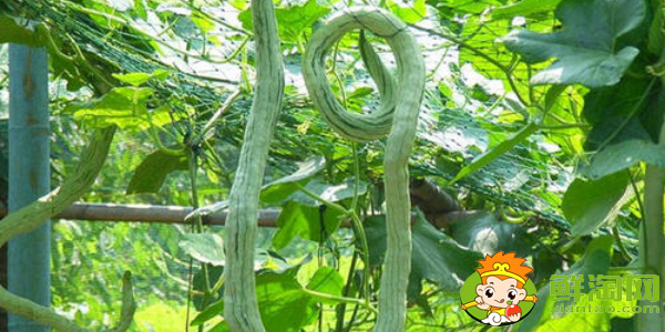 蛇形豆角是什么樣子的，蛇形豆角的種法