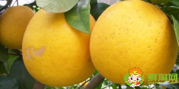 柚子是什么季節(jié)吃最好,跟柚子差不多的水果是什么