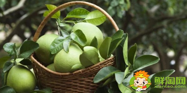 柚子是什么季節(jié)吃最好，跟柚子差不多的水果是什么
