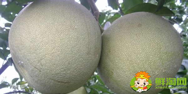 柚子是什么季節(jié)吃最好,跟柚子差不多的水果是什么