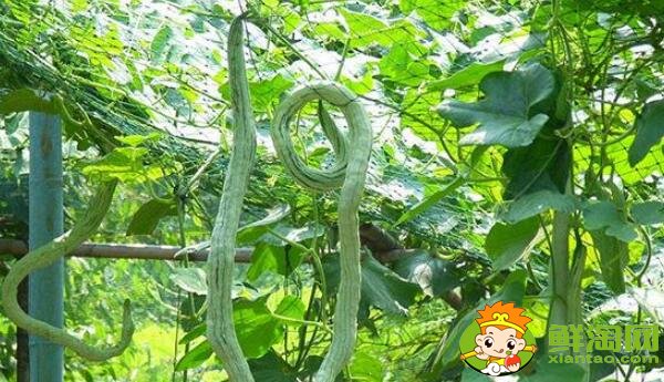 四季豆和蛇豆一樣嗎，蛇豆和四季豆的區(qū)別