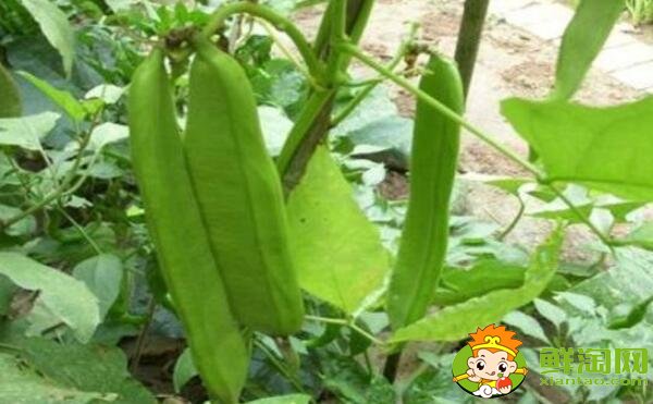 四季豆和蛇豆一樣嗎，蛇豆和四季豆的區(qū)別